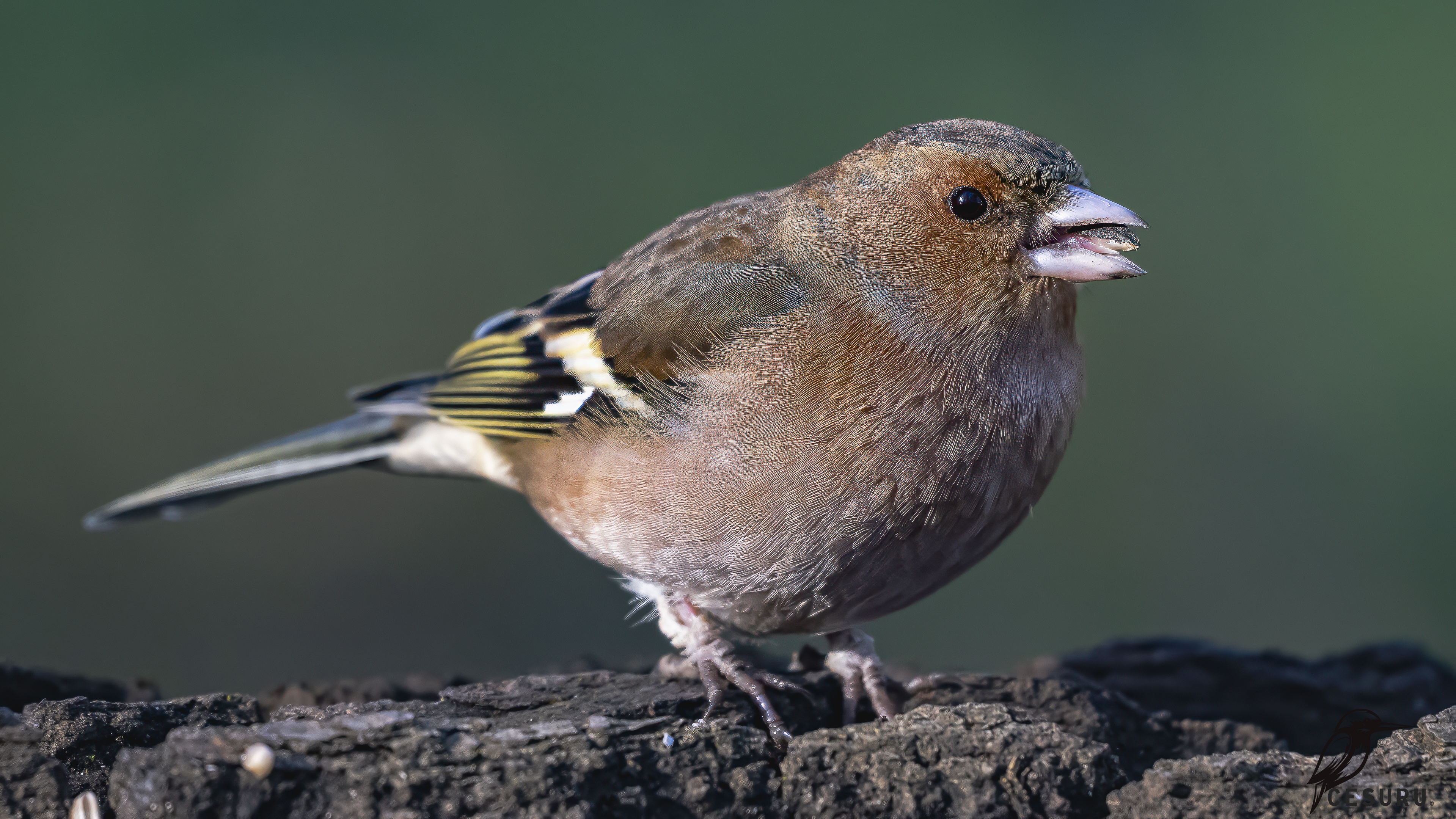 Common Chaffinch
